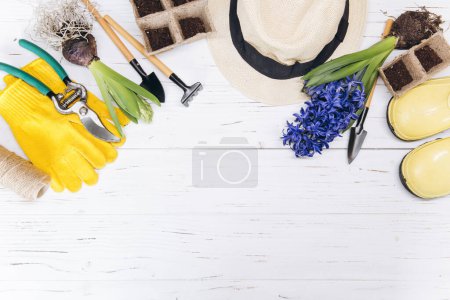 Foto de Fondo de jardinería. Flores de jacinto y primula con herramientas de jardín sobre el fondo de madera blanca. Vista superior con espacio de copia. - Imagen libre de derechos