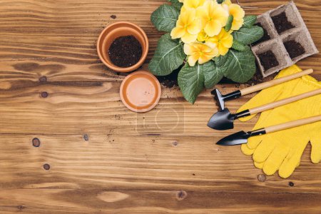 Photo for Gardening background. Hyacinth and primula flowers with garden tools on the wooden background. Top view with copy space. - Royalty Free Image