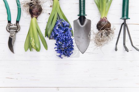 Photo for Gardening tools and flowers on white wooden background top view. Home spring gardening hobbies. - Royalty Free Image