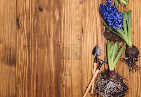 Photo for Spring gardening background with hyacinth flowers, bulbs, Tubers, shovel and soil on white wooden garden table - Royalty Free Image