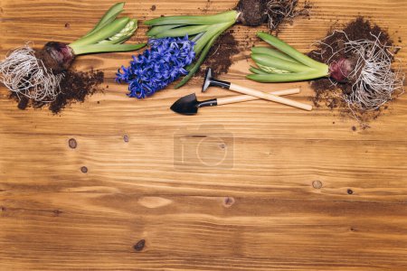 Téléchargez les photos : Fond de jardinage printanier avec jacinthe fleurs, bulbes, tubercules, pelle et terre sur table de jardin en bois blanc - en image libre de droit