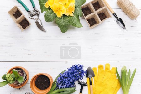 Photo for Gardening background. Hyacinth and primula flowers with garden tools on the white wooden background. Top view with copy space. - Royalty Free Image