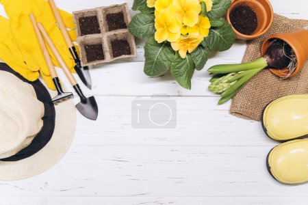 Téléchargez les photos : Fond de jardinage. Jacinthe et fleurs de primula avec des outils de jardin sur le fond en bois blanc. Vue supérieure avec espace de copie. - en image libre de droit
