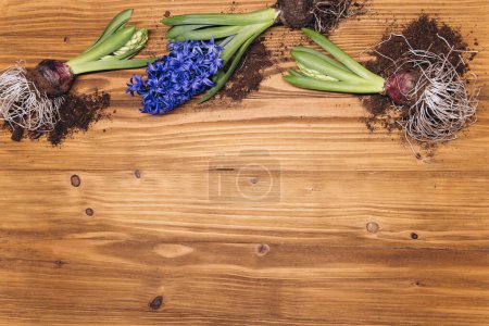 Téléchargez les photos : Fond de jardinage printanier avec jacinthe fleurs, bulbes, tubercules, pelle et terre sur table de jardin en bois blanc - en image libre de droit