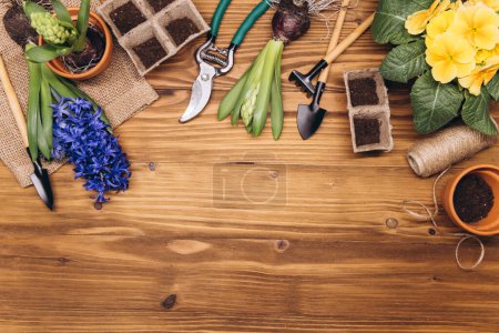 Téléchargez les photos : Fond de jardinage. Jacinthe et fleurs primula avec des outils de jardin sur le fond en bois. Vue supérieure avec espace de copie. - en image libre de droit