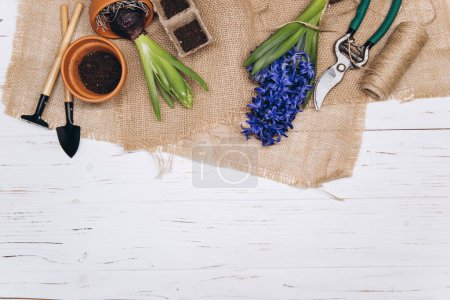 Photo for Gardening tools and flowers on white wooden background top view. Home spring gardening hobbies. - Royalty Free Image