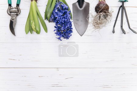 Foto de Herramientas de jardinería y flores sobre fondo de madera blanca vista superior. Casa primavera jardinería aficiones. - Imagen libre de derechos