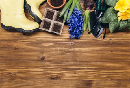 Téléchargez les photos : Fond de jardinage. Jacinthe et fleurs primula avec des outils de jardin sur le fond en bois. Vue supérieure avec espace de copie. - en image libre de droit