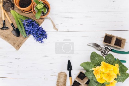 Foto de Fondo de jardinería. Flores de jacinto y primula con herramientas de jardín sobre el fondo de madera blanca. Vista superior con espacio de copia. - Imagen libre de derechos