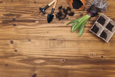 Photo for Spring gardening background with hyacinth flowers, bulbs, Tubers, shovel and soil on white wooden garden table - Royalty Free Image