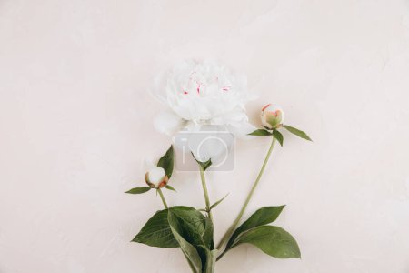 Photo for Single peony flower on a pastel pink background. Flat lay. - Royalty Free Image