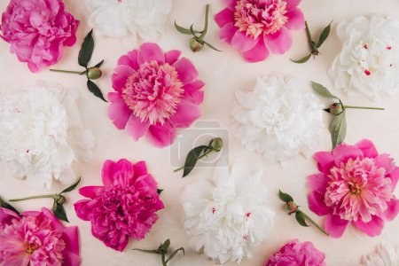 Téléchargez les photos : Motif de fleurs pivoines roses et blanches sur fond pastel. Texture pivoine. Couché plat, vue du dessus. - en image libre de droit
