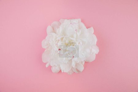 Photo for White peony head on pink background, flat lay, top view - Royalty Free Image