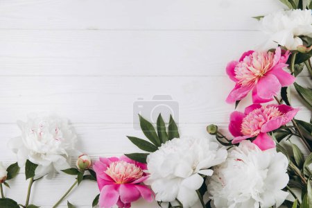 Téléchargez les photos : Pivoines roses et blanches sur un fond en bois blanc, espace de copie, pose plate, carte de vœux. - en image libre de droit