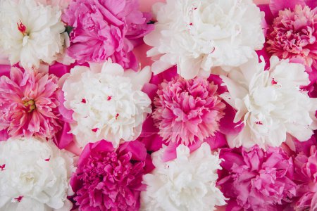Photo for Composition of white and pink peonies, beautiful floral background, fashion, glamour, flat lay - Royalty Free Image