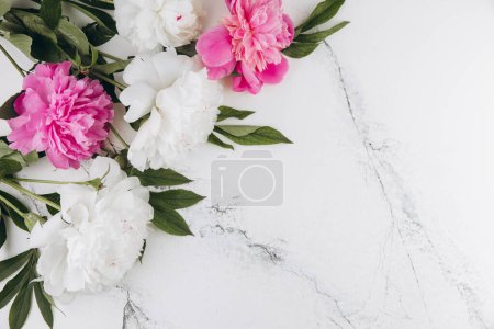 Téléchargez les photos : Pivoines roses et blanches sur fond de marbre blanc, espace de copie, plan plat, carte de vœux. - en image libre de droit
