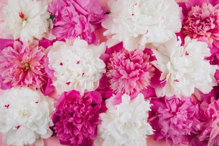 Foto de Composición de peonías blancas y rosadas, hermoso fondo floral, moda, glamour, puesta plana - Imagen libre de derechos