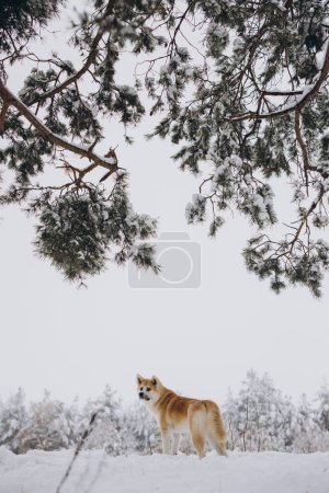 Foto de Akita inu perro disfrutar del invierno - Imagen libre de derechos