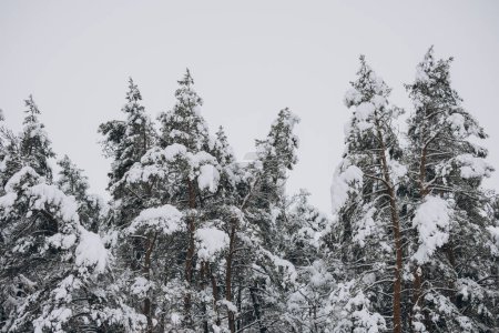 Téléchargez les photos : Vue panoramique des pins sur la neige - en image libre de droit