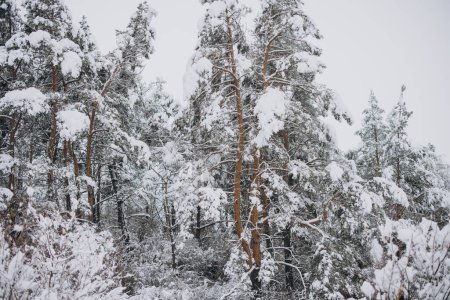 Téléchargez les photos : Vue panoramique des pins sur la neige - en image libre de droit