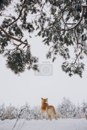 Téléchargez les photos : Akita inu chien profiter de l'hiver - en image libre de droit