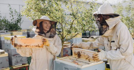 Two beekeepers works with honeycomb full of bees, in protective uniform working on apiary farm, getting honeycomb from the wooden beehive