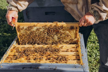 Ein Imker öffnet einen Stock, einen Bienenstock mit Bienenkönigin und Bienen. Das Konzept der Imkerei.