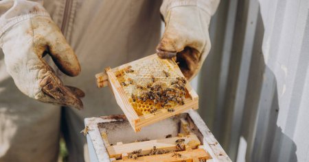 Téléchargez les photos : Un apiculteur tient un petit cadre avec des abeilles. Reproduction d'abeilles en gros plan. Swarming, Ruche se prépare à essaim - en image libre de droit
