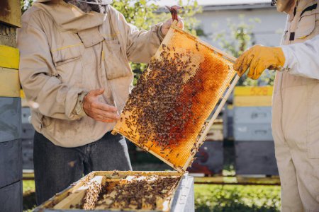 Two Beekeepers take out a frame with bees from a beehive at a bee farm