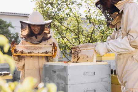 Téléchargez les photos : Deux apiculteurs travaillent avec des rayons de miel pleins d'abeilles, en uniforme de protection travaillant sur la ferme apicole, obtenant des rayons de miel de la ruche en bois - en image libre de droit