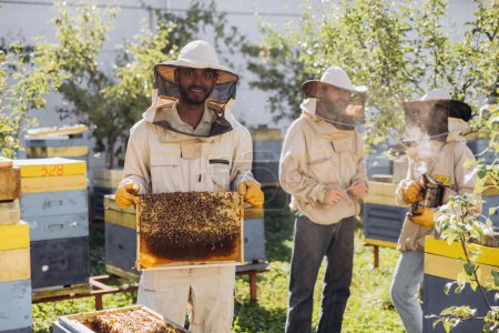 Apicultores trabajando para recolectar miel. Apicultor sonriente sosteniendo un marco de madera con miel y abejas