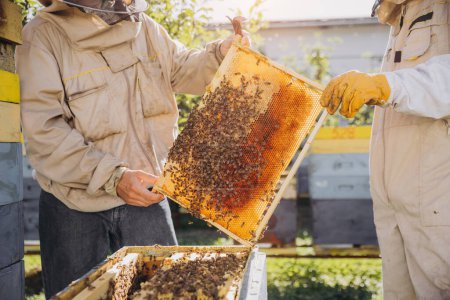 Dos apicultores sacan un marco con abejas de una colmena en una granja de abejas