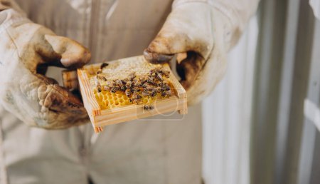Foto de Un apicultor sostiene un pequeño marco con abejas. Reproducción de abejas de primer plano. Enjambre, la Colmena se prepara para enjambre - Imagen libre de derechos