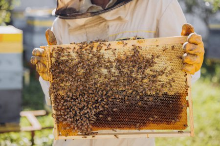Téléchargez les photos : Gros plan L'apiculteur sort un cadre avec des abeilles et du miel d'une ruche dans une ferme apicole. Le concept d'apiculture - en image libre de droit