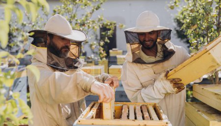 Foto de Dos felices apicultores sonrientes trabajan con un panal lleno de abejas, con uniforme protector trabajando en una granja de colmenas, obteniendo panal de la colmena de madera - Imagen libre de derechos