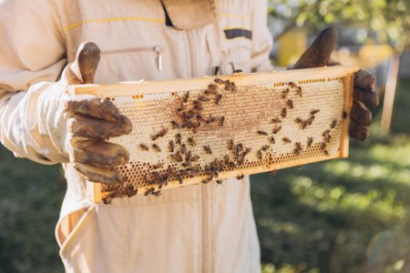 Foto de Apicultor en un uniforme de pie en el colmenar y la celebración de un marco de abejas en la granja de abejas - Imagen libre de derechos