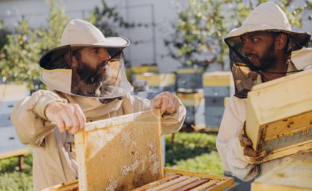 Foto de Dos felices apicultores sonrientes trabajan con un panal lleno de abejas, con uniforme protector trabajando en una granja de colmenas, obteniendo panal de la colmena de madera - Imagen libre de derechos