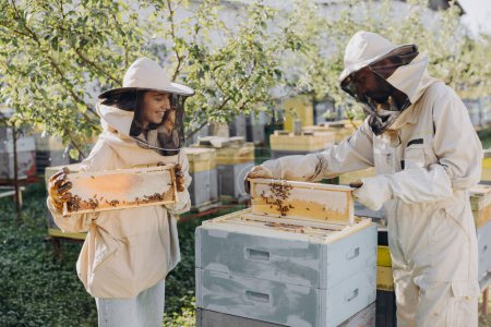 Téléchargez les photos : Deux apiculteurs travaillent avec des rayons de miel pleins d'abeilles, en uniforme de protection travaillant sur la ferme apicole, obtenant des rayons de miel de la ruche en bois - en image libre de droit