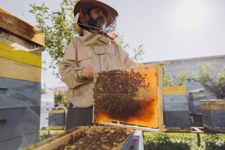Téléchargez les photos : L'apiculteur barbu sort le cadre avec les abeilles et le miel de la ruche sur la ferme apicole. Le concept d'apiculture - en image libre de droit