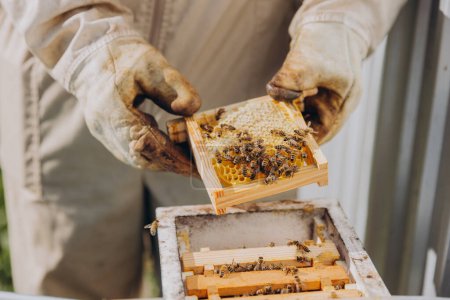 Un apiculteur tient un petit cadre avec des abeilles. Reproduction d'abeilles en gros plan. Swarming, Ruche se prépare à essaim