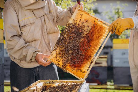 Dos apicultores sacan un marco con abejas de una colmena en una granja de abejas
