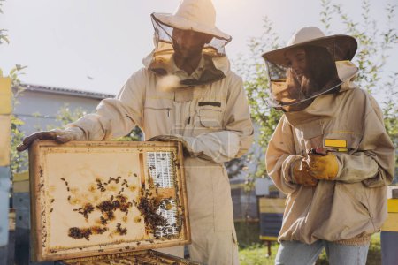Deux apiculteurs travaillent avec des rayons de miel pleins d'abeilles, en uniforme de protection travaillant sur la ferme apicole, obtenant des rayons de miel de la ruche en bois