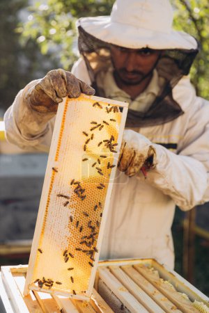 Téléchargez les photos : Apiculteur enlevant les rayons de miel de la ruche. Une personne en costume d'apiculteur prenant du miel dans une ruche. Fermier portant un costume d'abeille travaillant avec nid d'abeille dans le rucher - en image libre de droit