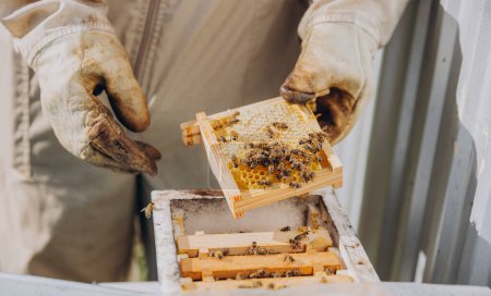 A beekeeper holds a small frame with bees. Reproduction of bees closeup. Swarming, Hive is preparing to swarm