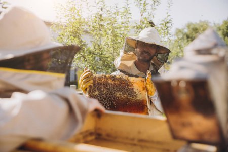 Téléchargez les photos : Deux apiculteurs souriants heureux travaille avec nid d'abeille plein d'abeilles, en uniforme de protection travaillant sur la ferme apicole, obtenir nid d'abeille de la ruche en bois - en image libre de droit