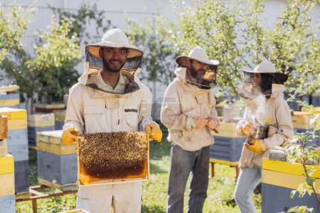 Apicultores trabajando para recolectar miel. Apicultor sonriente sosteniendo un marco de madera con miel y abejas