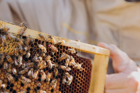 A beekeeper holds a frame with a queen and bees