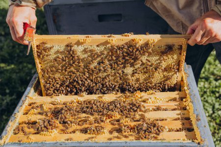 Ein Imker öffnet einen Stock, einen Bienenstock mit Bienenkönigin und Bienen. Das Konzept der Imkerei.