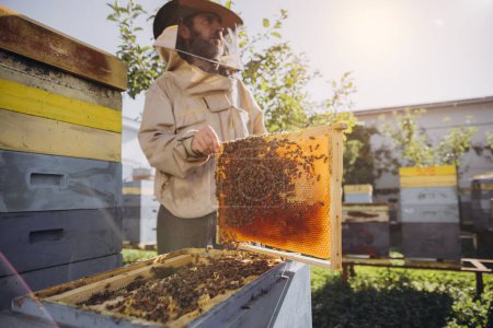 Foto de El apicultor barbudo saca el marco con las abejas y la miel de la colmena en la granja de la abeja. El concepto de apicultura - Imagen libre de derechos