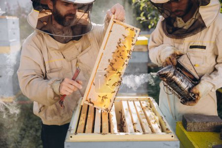 Deux apiculteurs travaillent avec des rayons de miel pleins d'abeilles, en uniforme de protection travaillant sur la ferme apicole, obtenant des rayons de miel de la ruche en bois